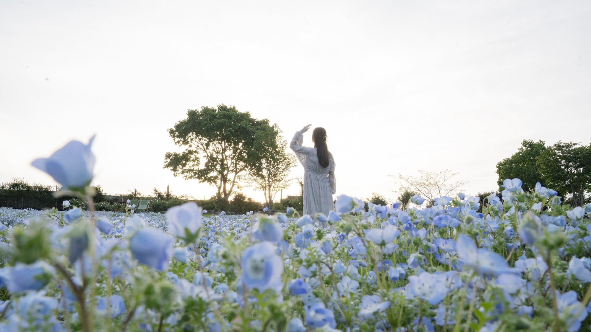夕暮れの花畑。