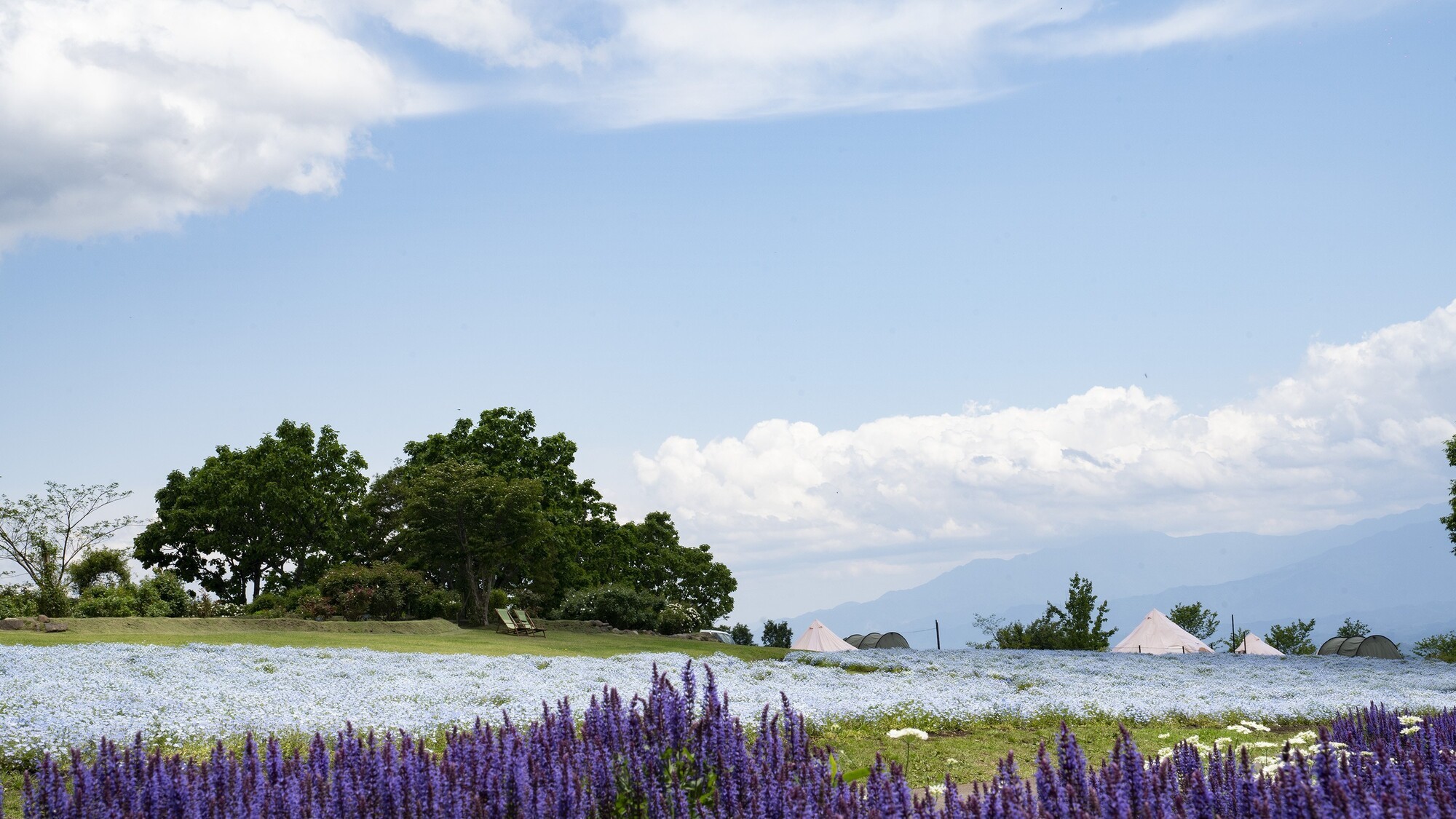 ラベンダー（6月下旬～7月上旬頃）