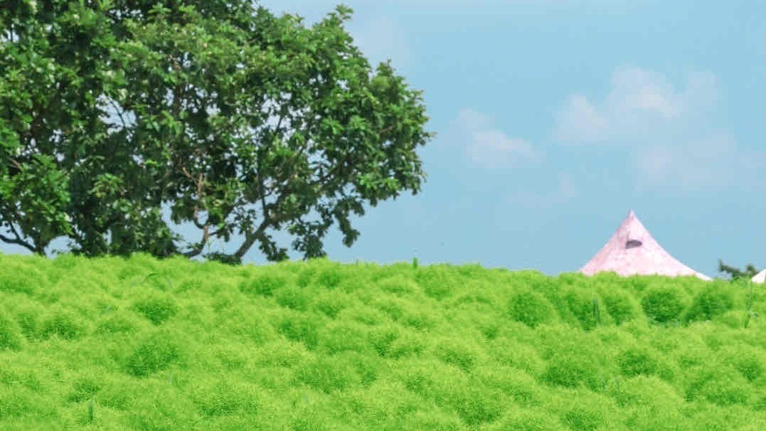 コキアは秋だけではなく夏もおすすめ。