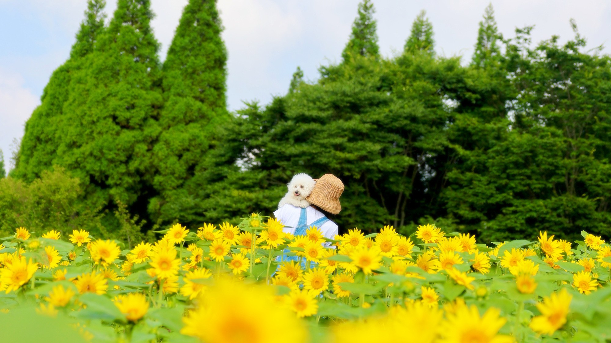 ひまわり畑の中をお散歩。