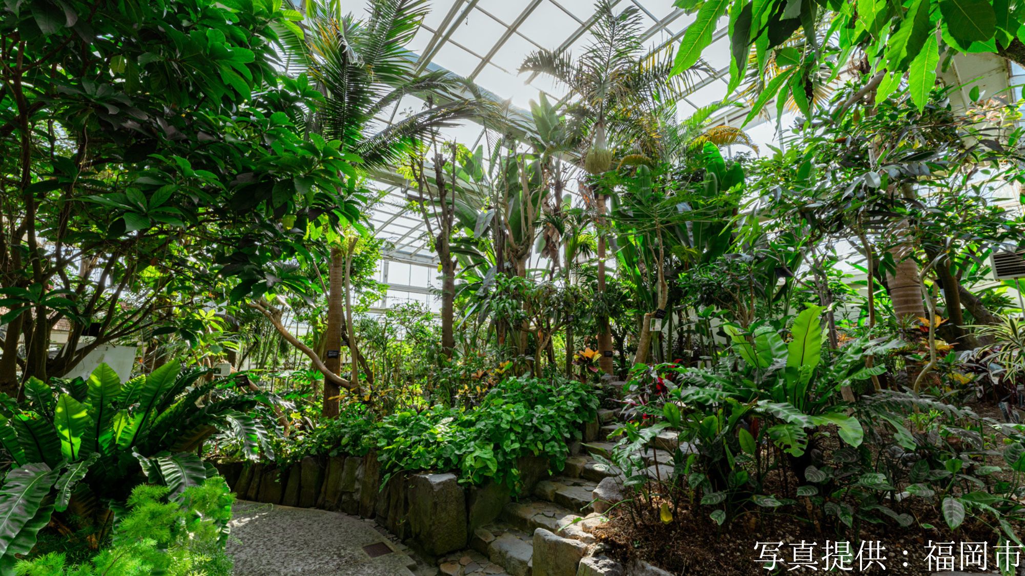 【観光画像】福岡市植物園温室