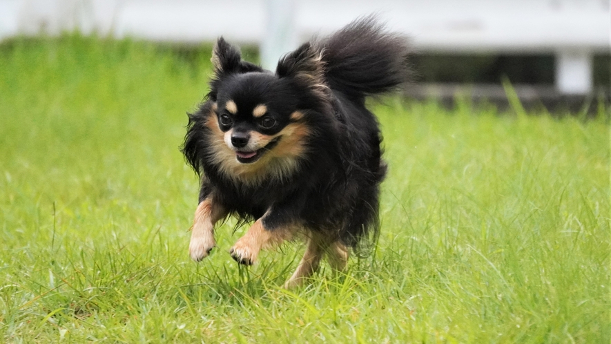 【ペットと一緒に】一緒に楽しむのは人だけではなく愛犬も♪ドッグランやペット専用寝室もご用意！