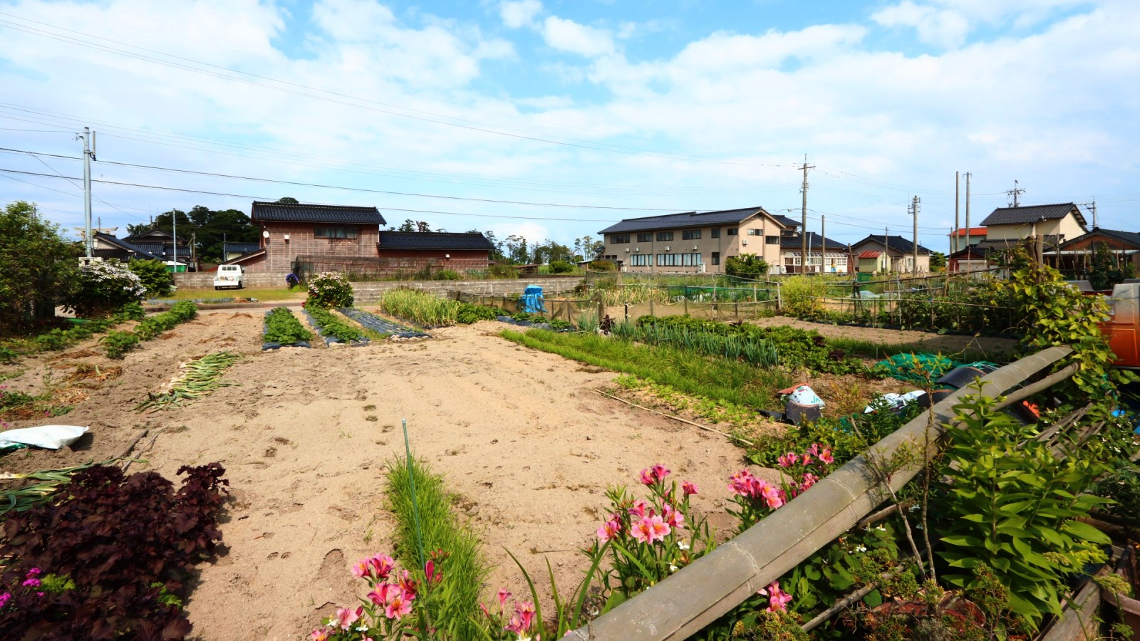 畑で採れた野菜をつかっています