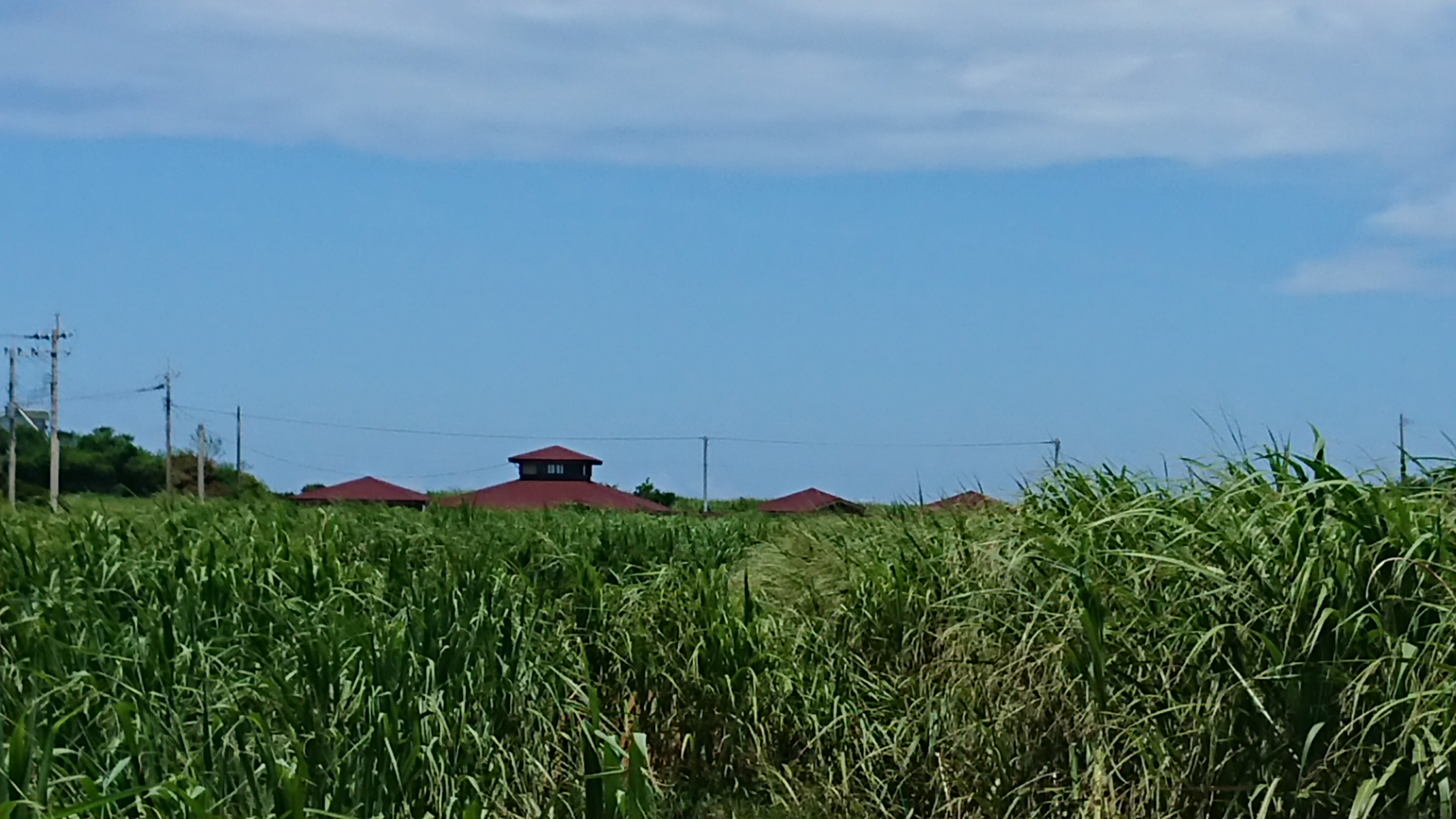 サトウキビ畑からポツンと見える赤い屋根のシンボル！