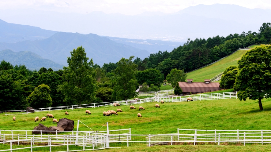 【周辺】雄大な山々を背景に、広大な牧草地で羊が草を食む「まきば公園」当館より車で13分
