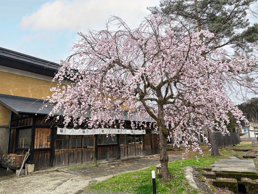 【★春限定★】山形白鷹さくらまつり特別プラン♪　咲きごろ見ごろの桜をNIPPONIA源内邸で♪