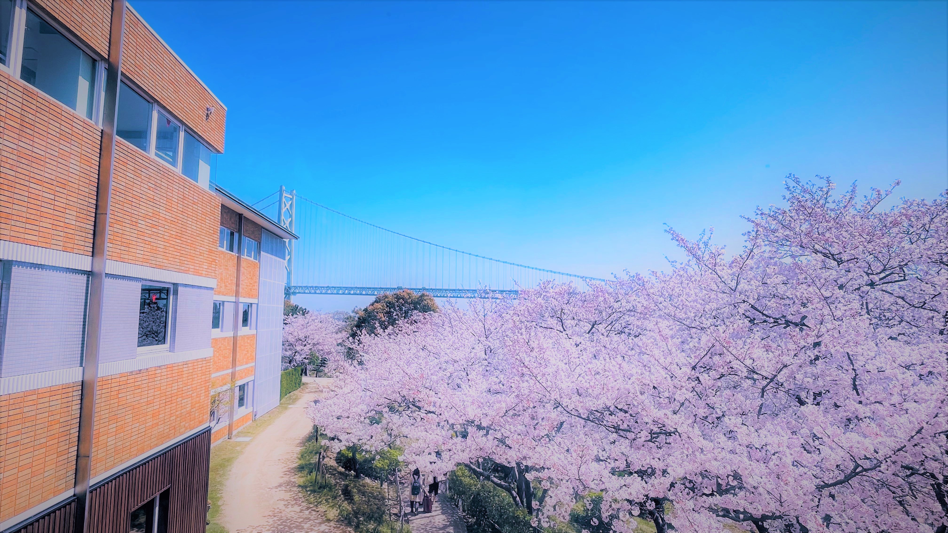 桜と明石海峡大橋
