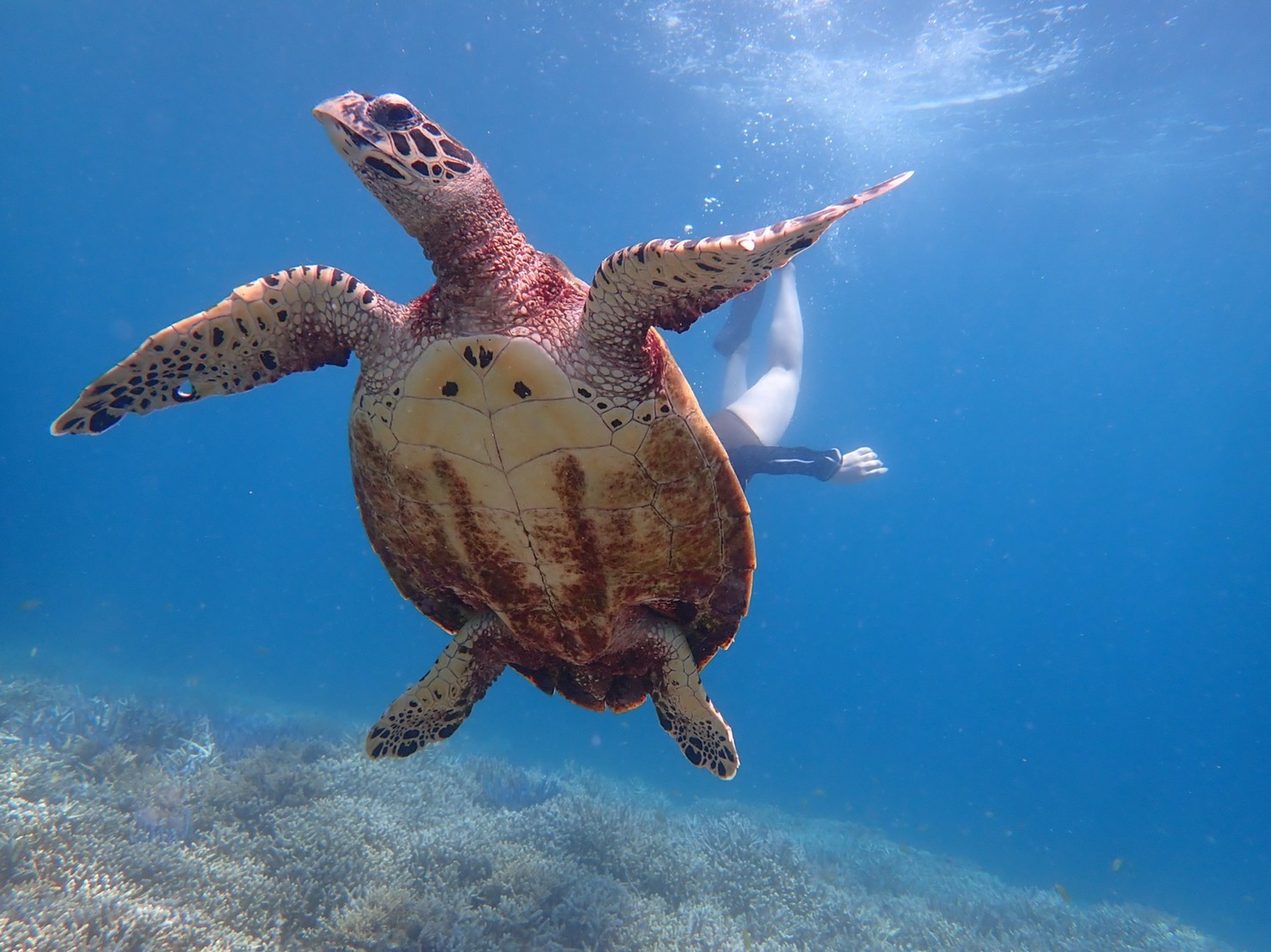 11月〜2月　ボートチャーターコース　※要事前問合せ※ツアー代金のみ現地精算