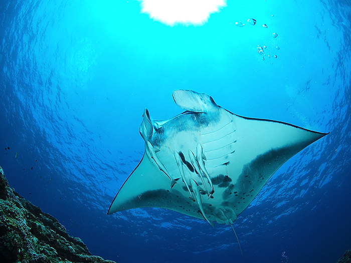 11月〜2月　ボートチャーターコース　※要事前問合せ※ツアー代金のみ現地精算