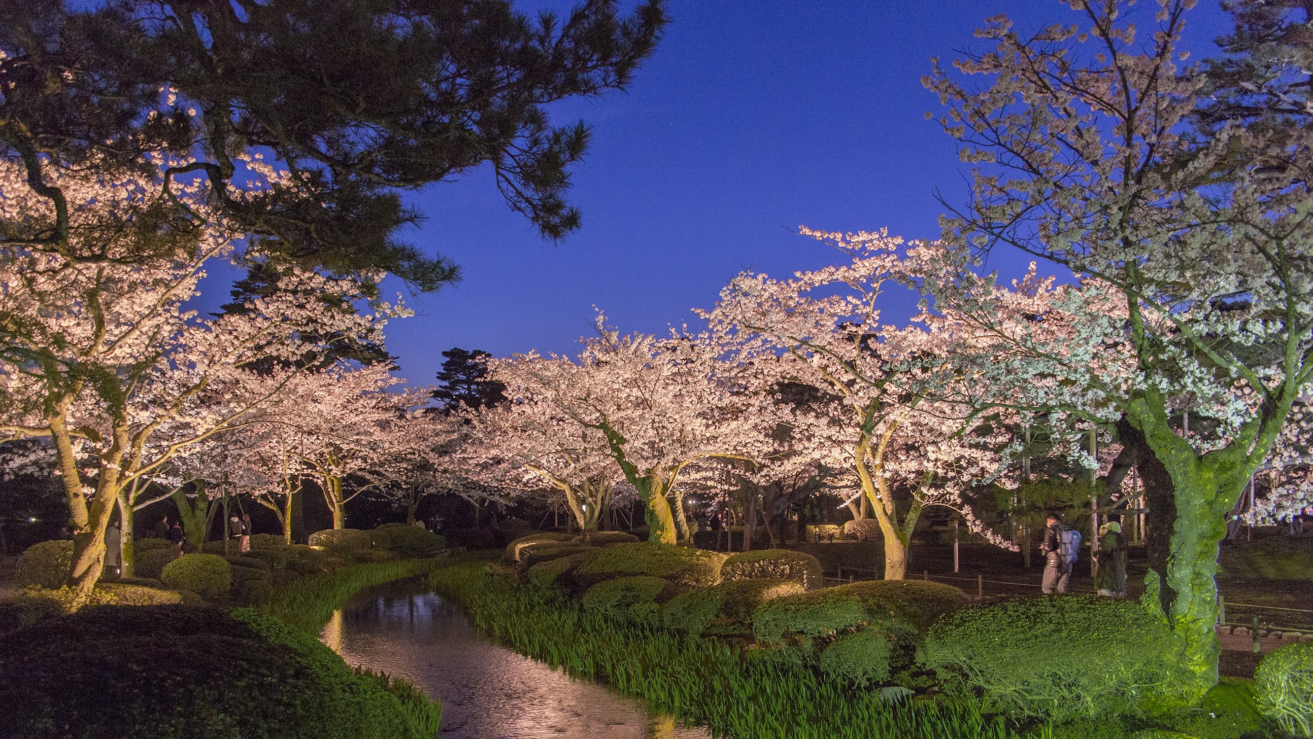 春の金沢 ～ 兼六園 桜のライトアップ ～　※イメージ