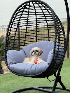 大人7名様　わんちゃんOK！ビーチ目の前貸別荘 ☆チェックイン11時〜チェックアウト16時☆