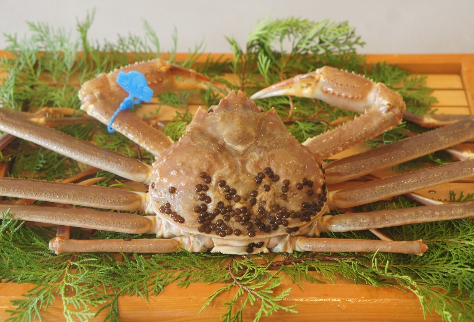 【プレミアム】活松葉蟹1杯を8品のお料理に◎冬の贅沢プラン／1泊2食付／冬季限定