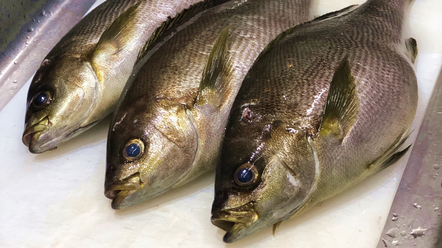 竹野漁協直送の地魚