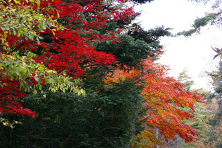 紅葉の蓼科