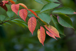 9月、ナナカマドの紅葉