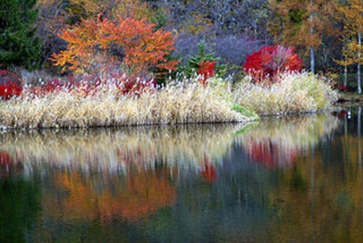 紅葉の蓼科湖