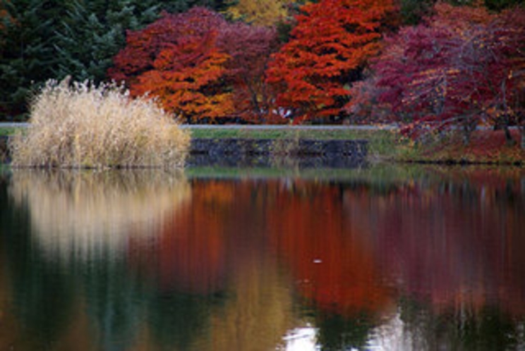 紅葉の蓼科湖