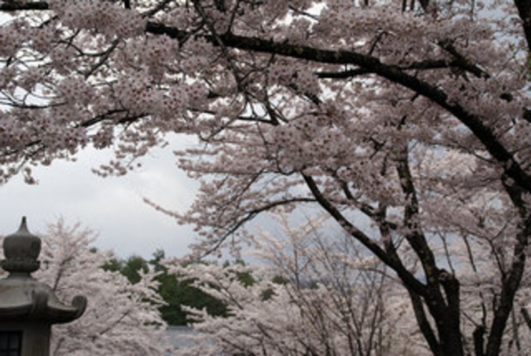 聖光寺の千本桜