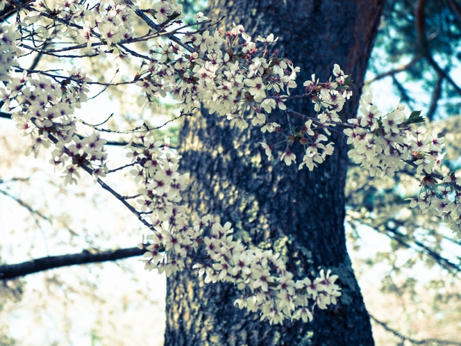 GWは桜が満開の蓼科です