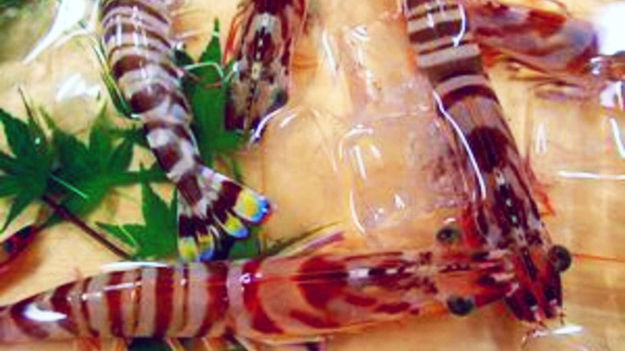 松島温泉 ホテル松泉閣 ろまん館 日帰り デイユースプラン一覧 楽天トラベル 松島温泉 ホテル松泉閣 ろまん館 日帰り デイユースプラン一覧 楽天トラベル