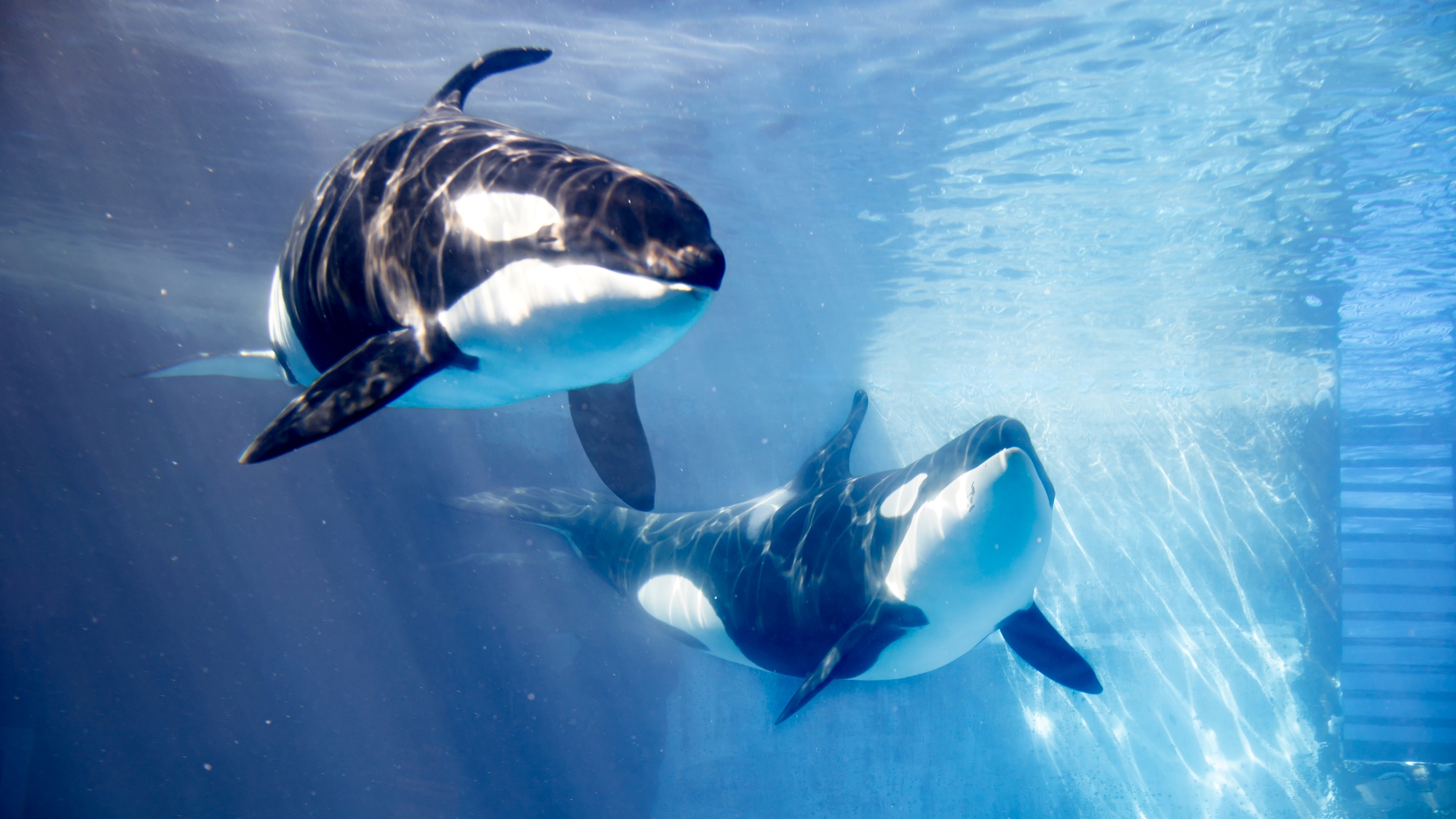 名古屋港水族館　約500種を超える海の生き物がいます