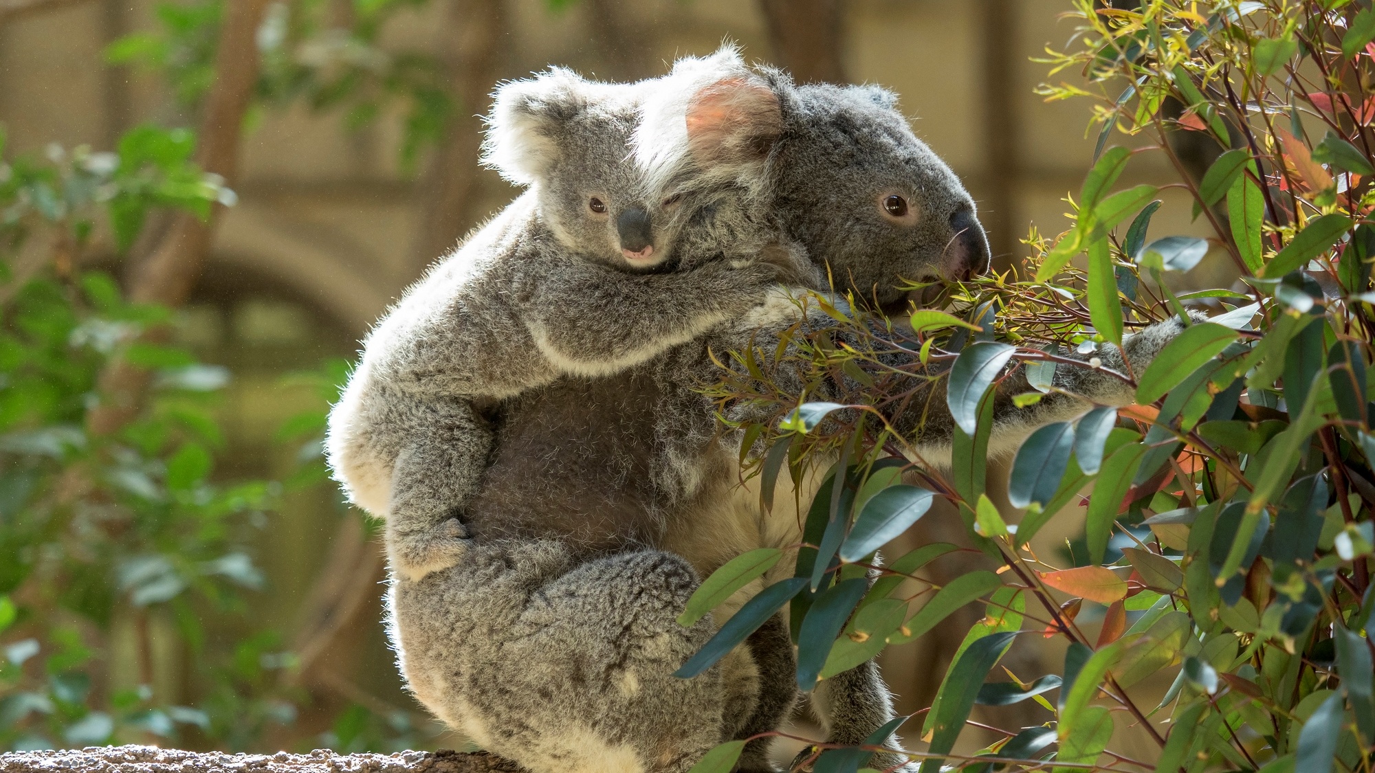 【東山動植物園】当館から車で約20分