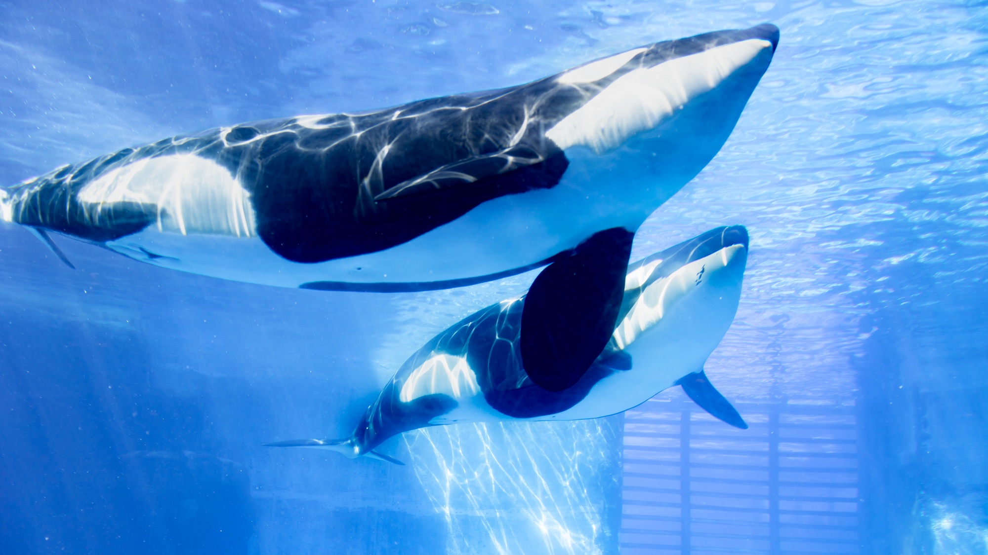 【名古屋港水族館】当館から電車で約35分