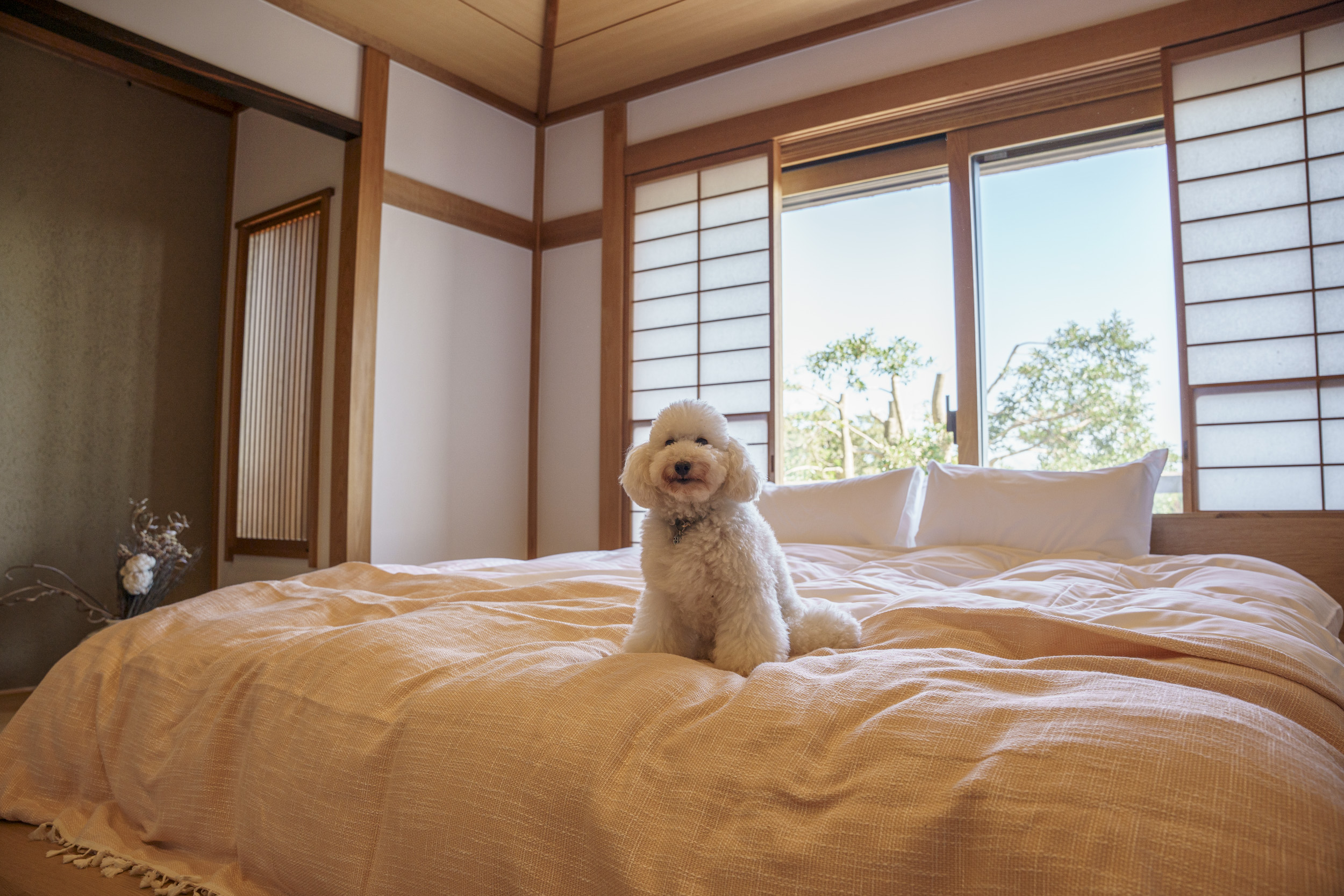 ・ワンちゃんとゆったり寛げるキングサイズのベッド