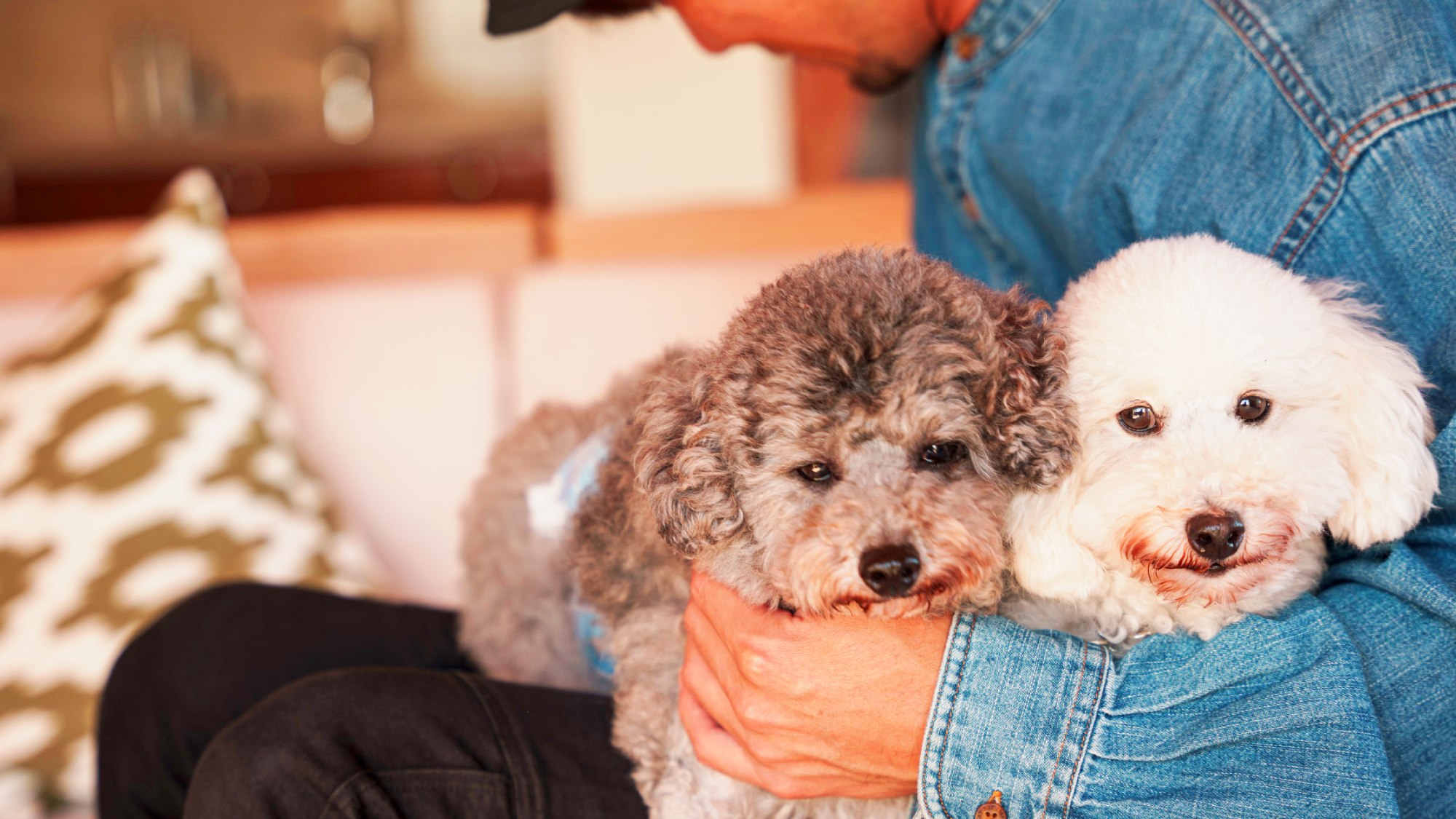 ・犬2頭まで無料でご宿泊いただけます（以降、1頭ごとに2,500円）