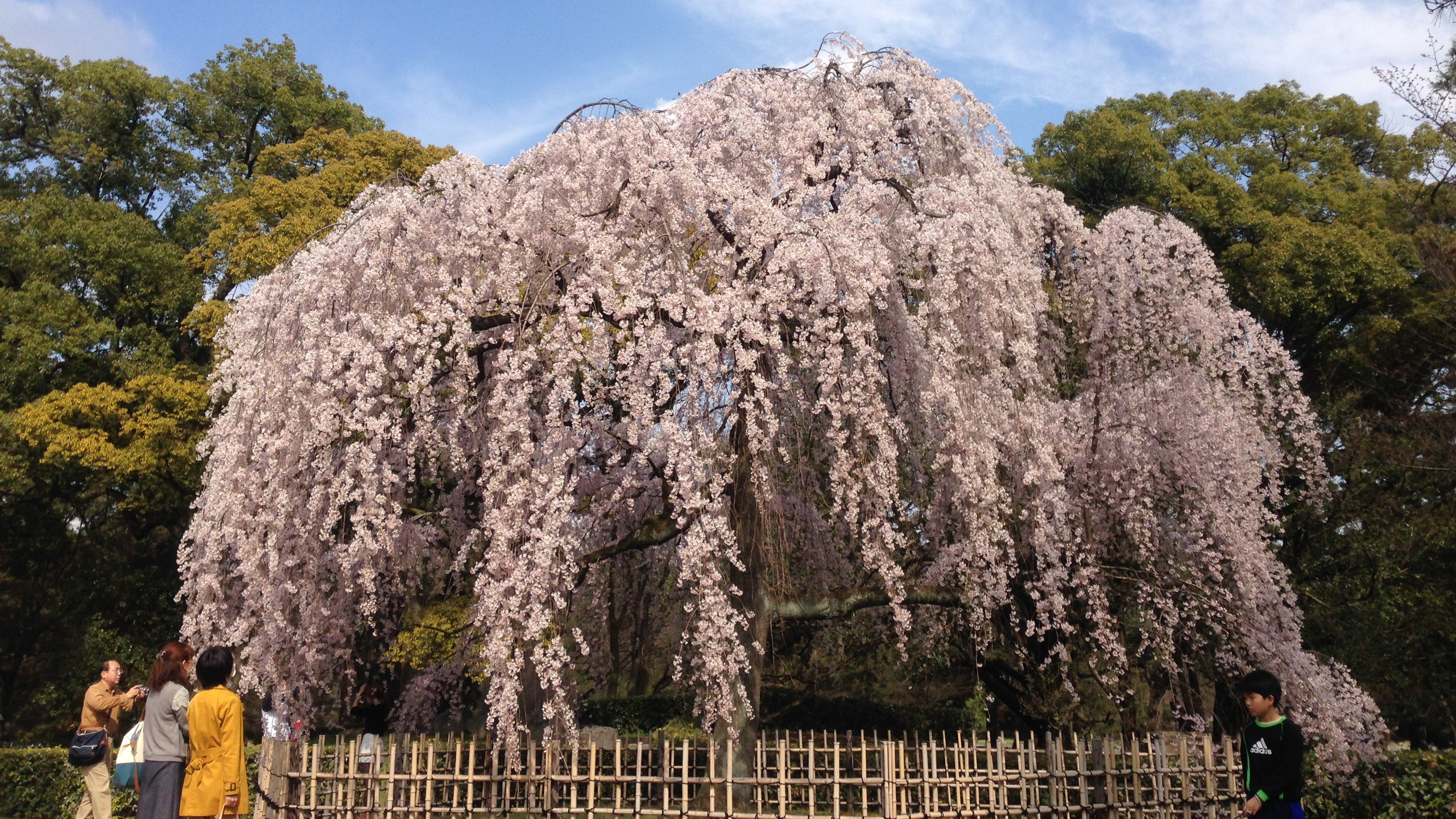 円山公園