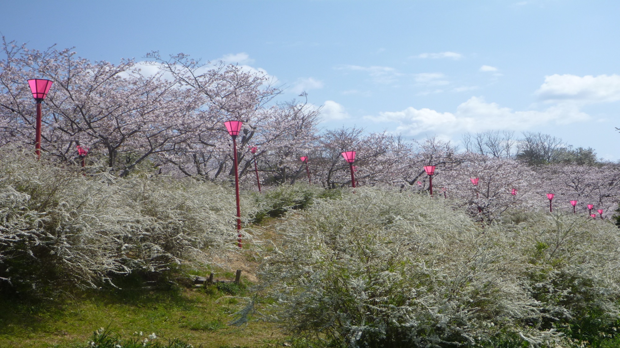 【周辺観光地】平草・桜まつり