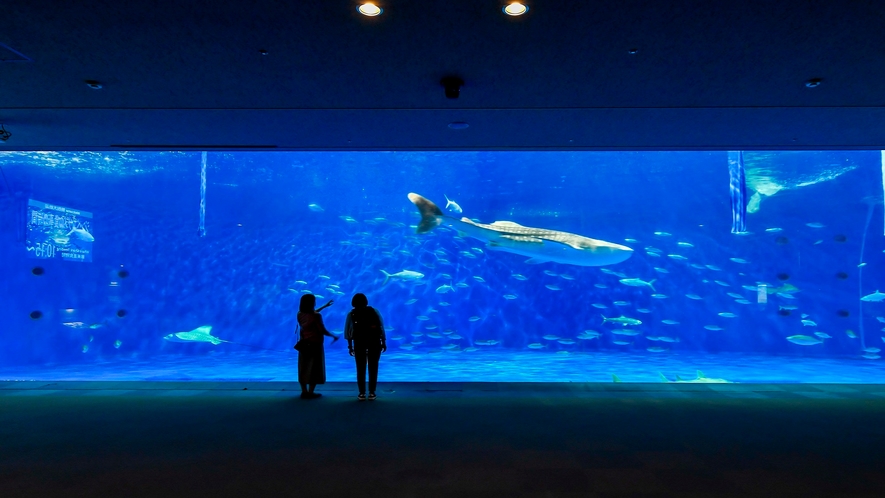 【いおワールドかごしま水族館】写真協力：鹿児島市