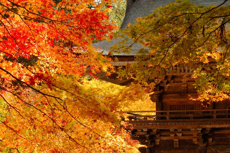 大矢田神社の紅葉