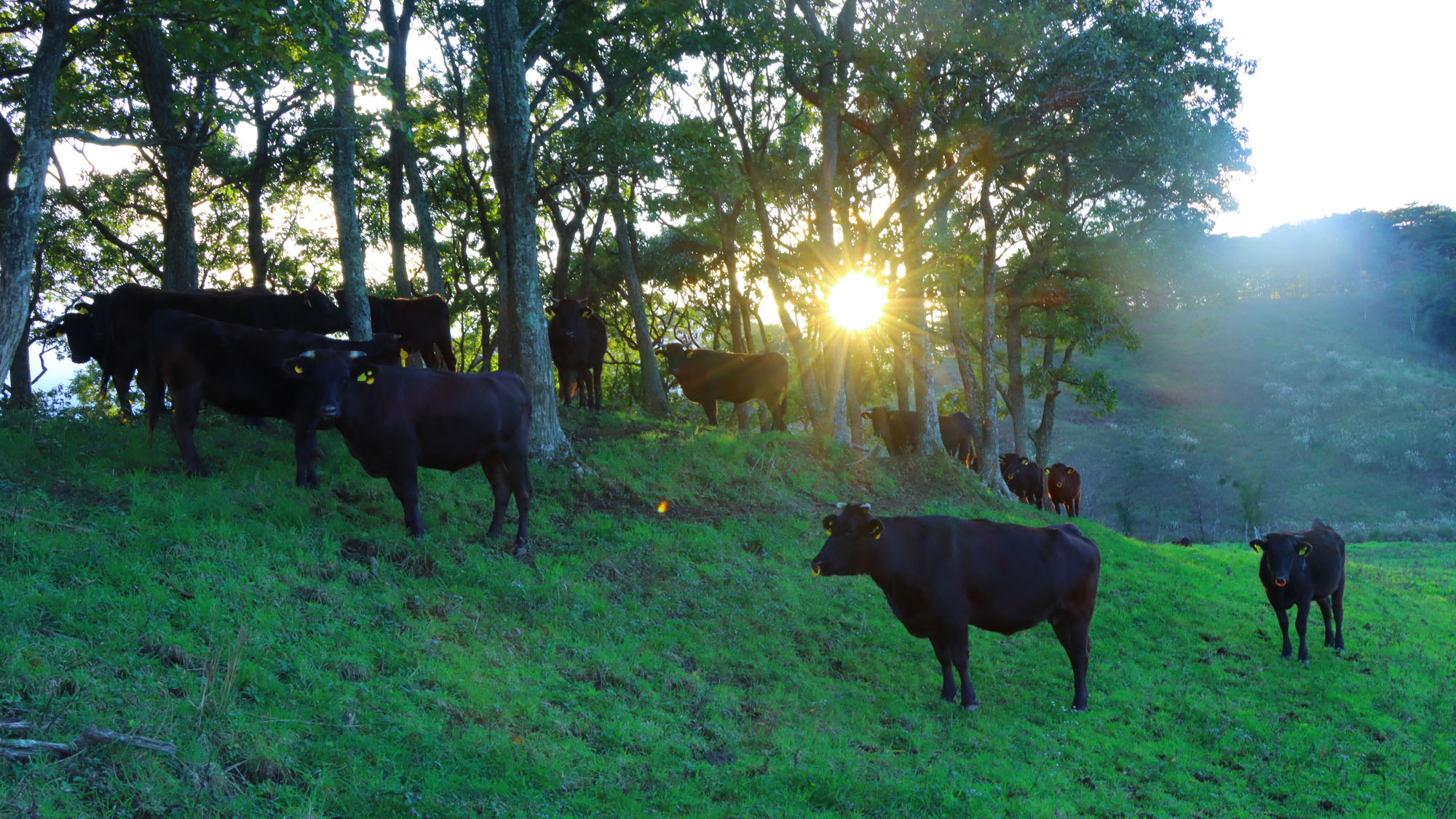 【牧場】３００頭以上のはなわ牛が飼育されています