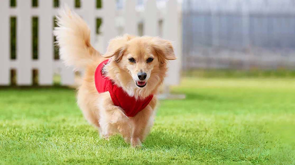 【1日1組限定】愛犬との部屋食が大人気！ドギー・ヴィラ｜インルームダイニングBOXプラン＜1泊2食＞