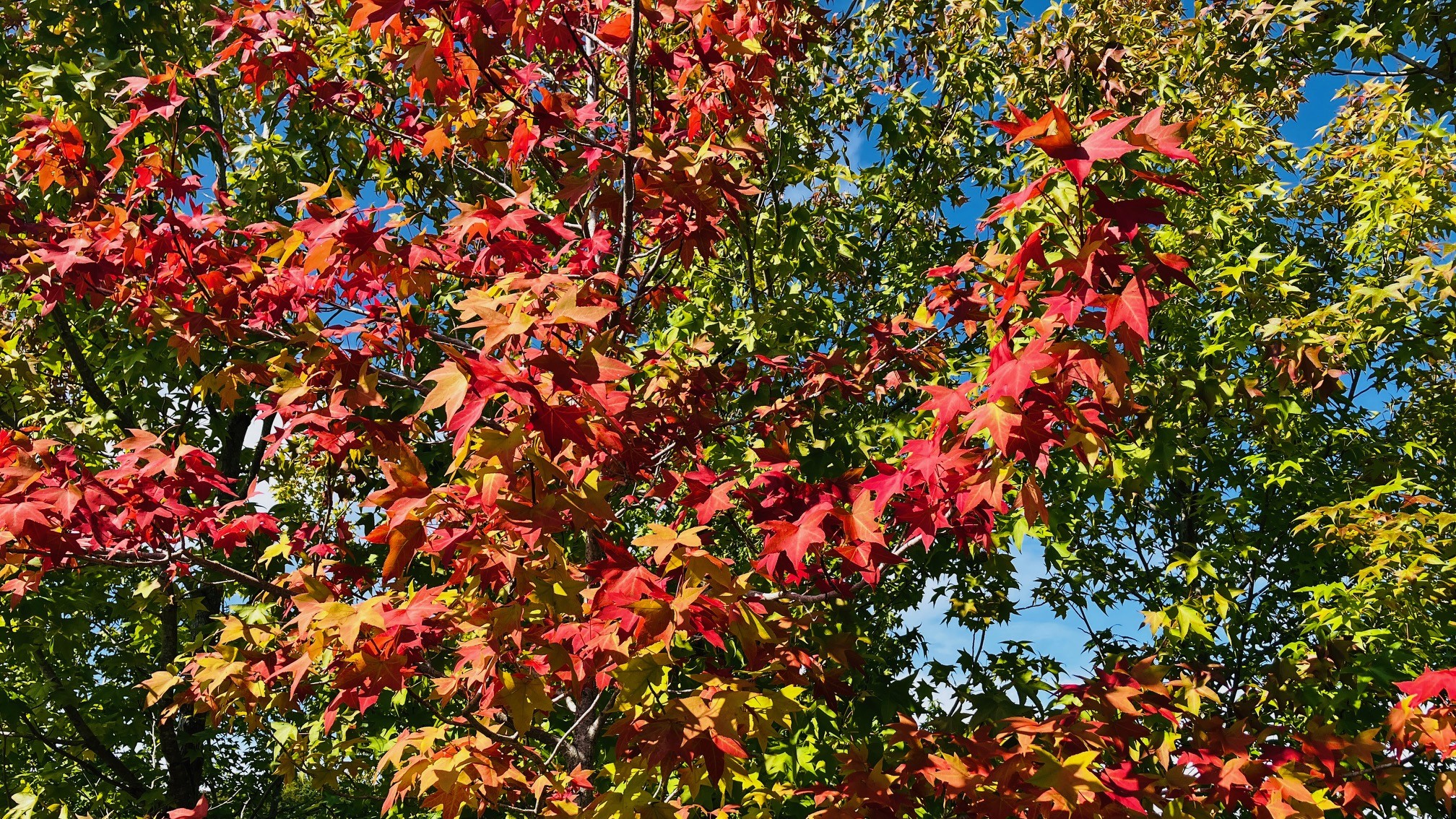 アメリカフウ(別名モミジバフウ)