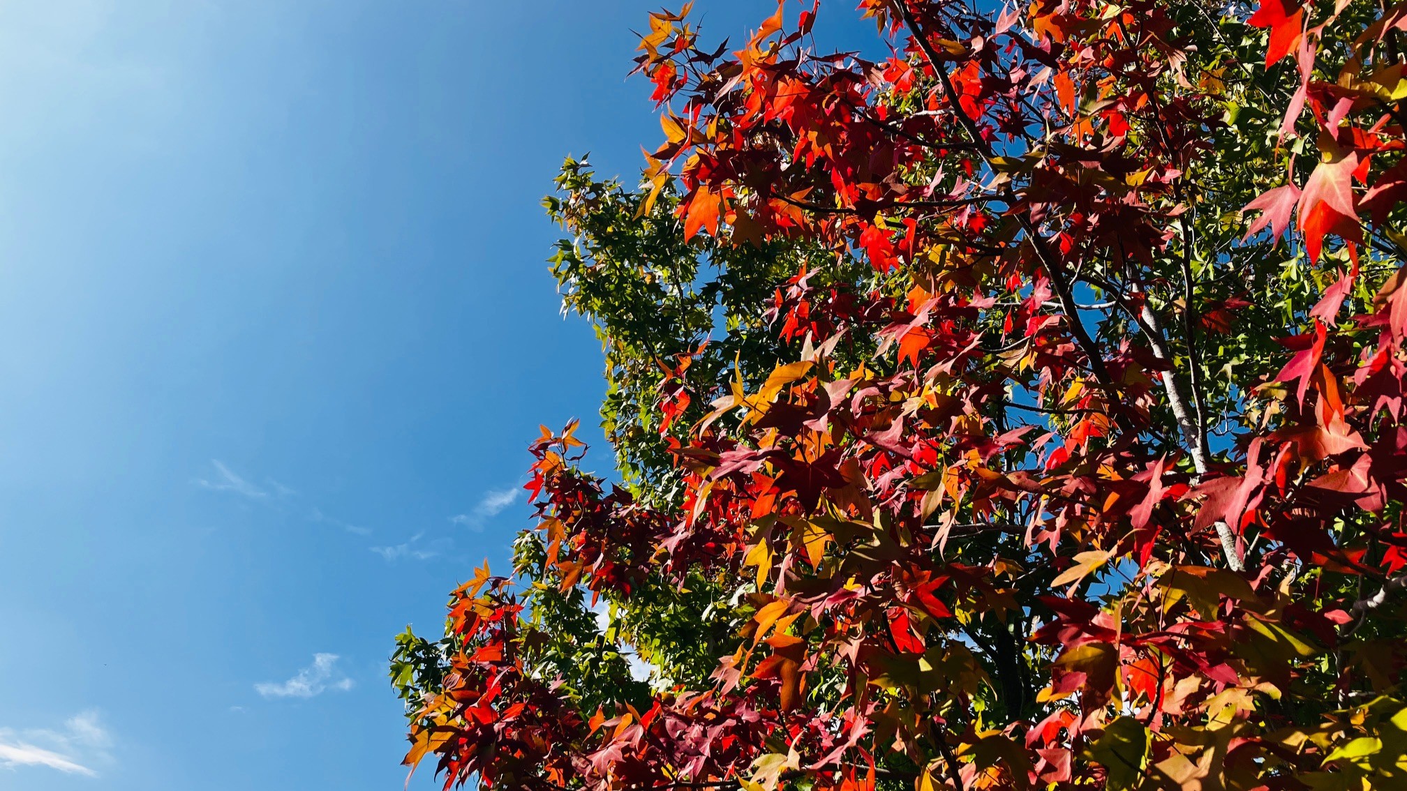 ウニのような実と紅葉が美しいモミジバフウ(紅葉葉楓)