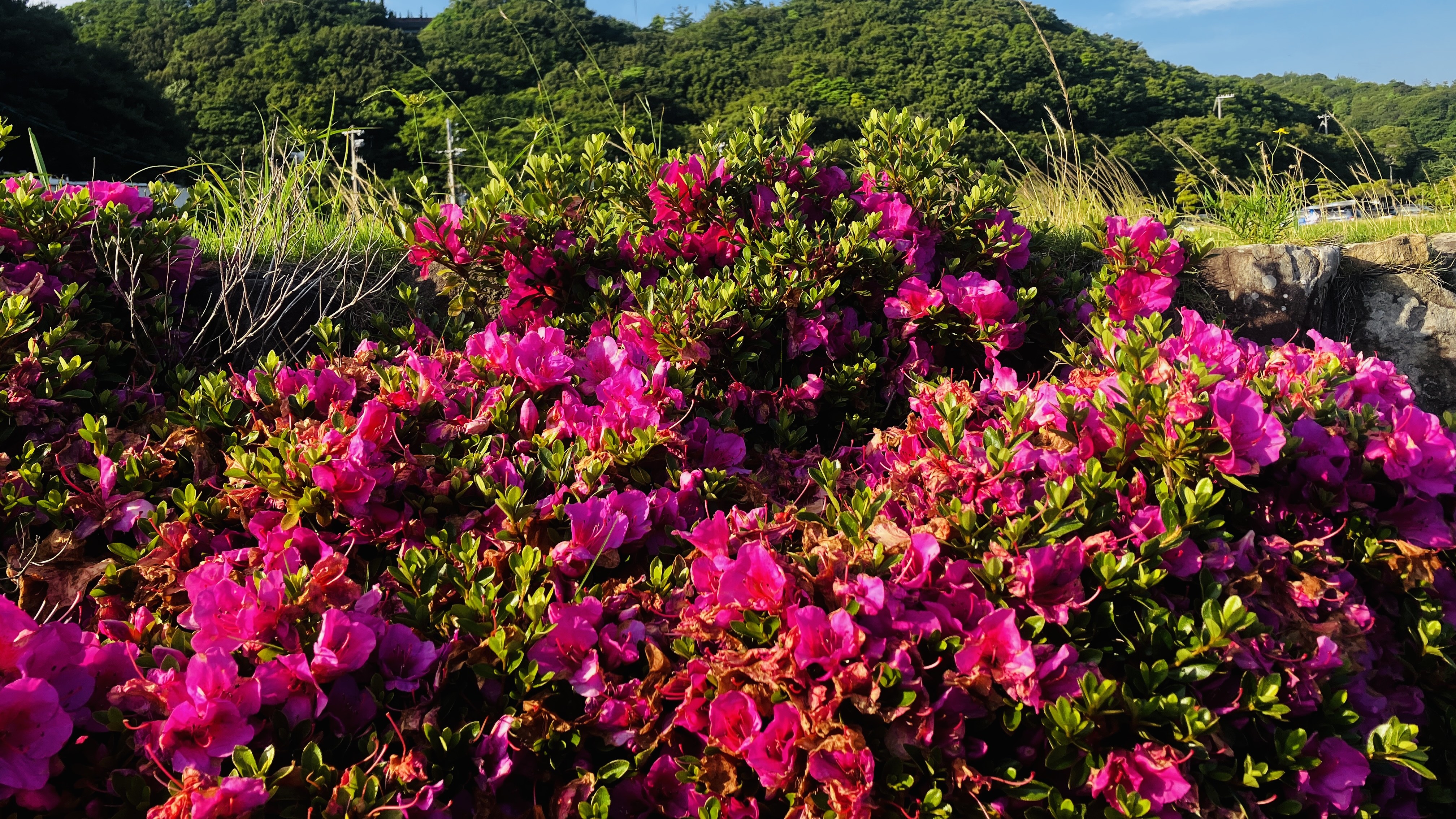 敷地内に咲く花