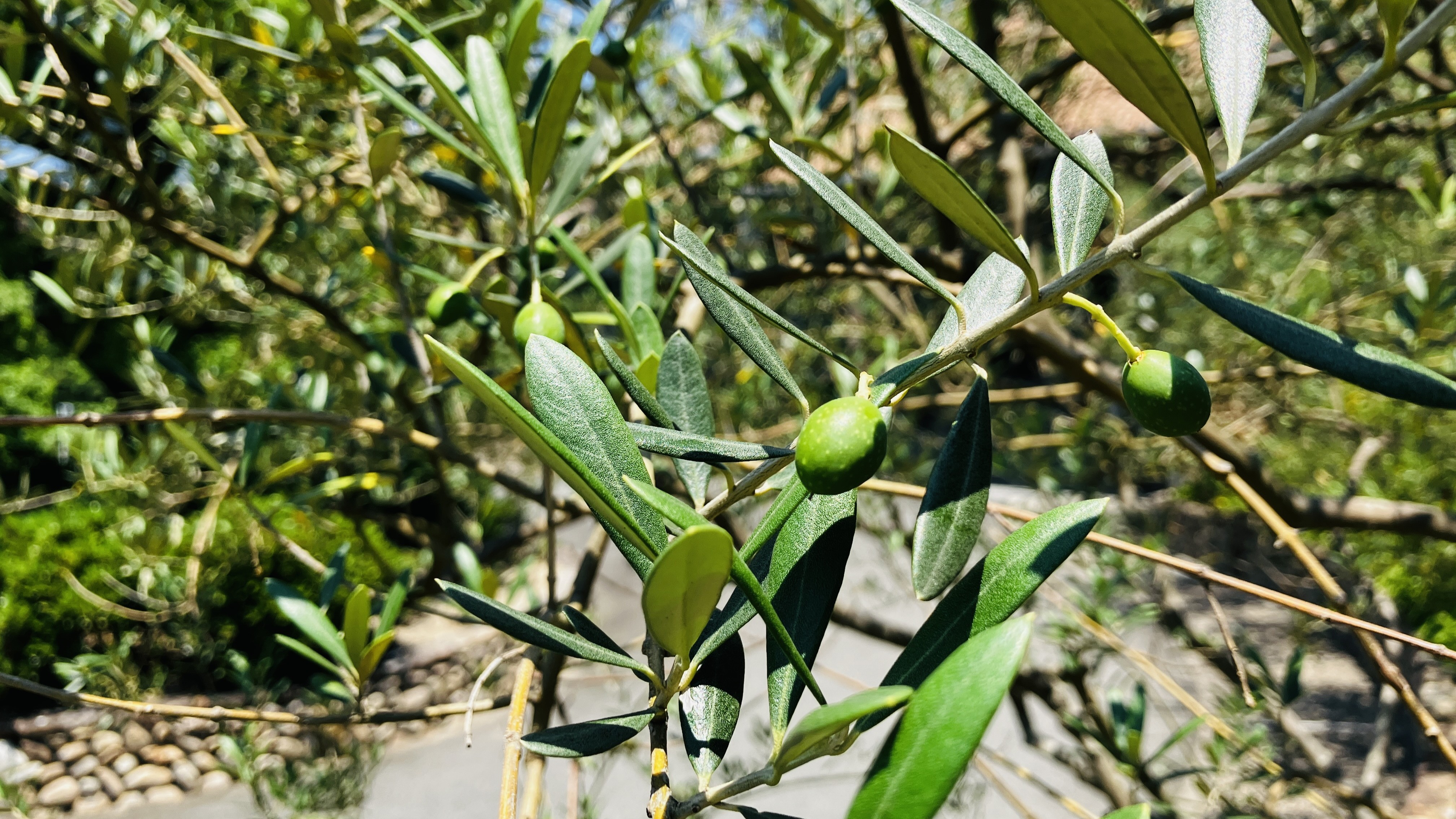 オリーブに実が付き始めました