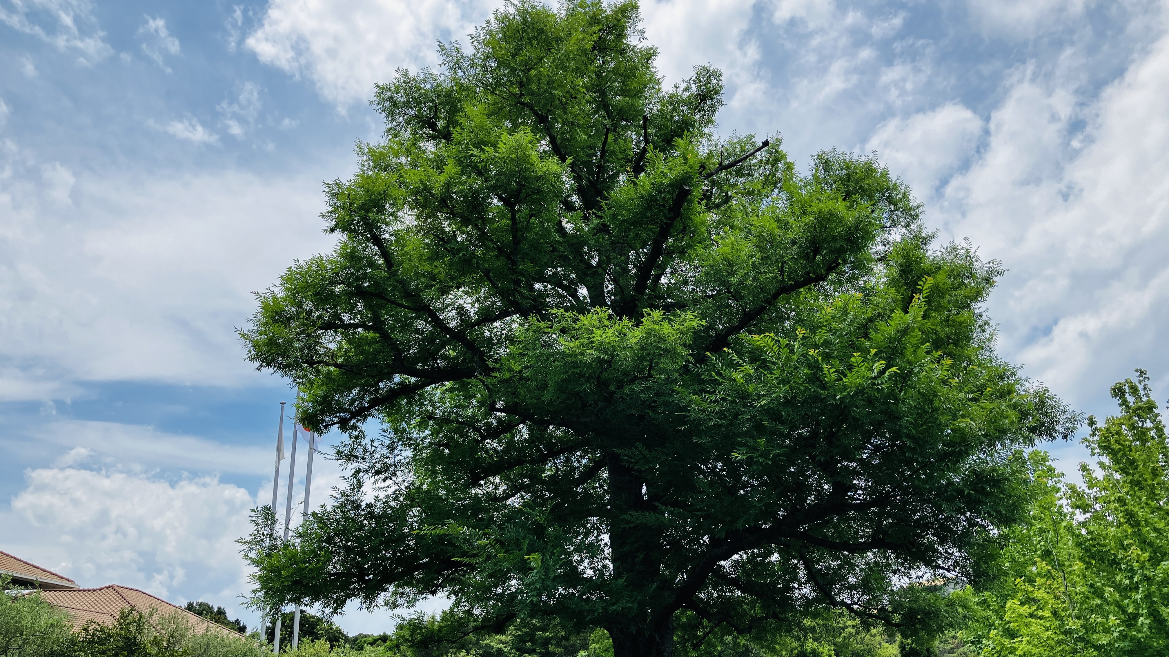 ホテルのシンボルツリー