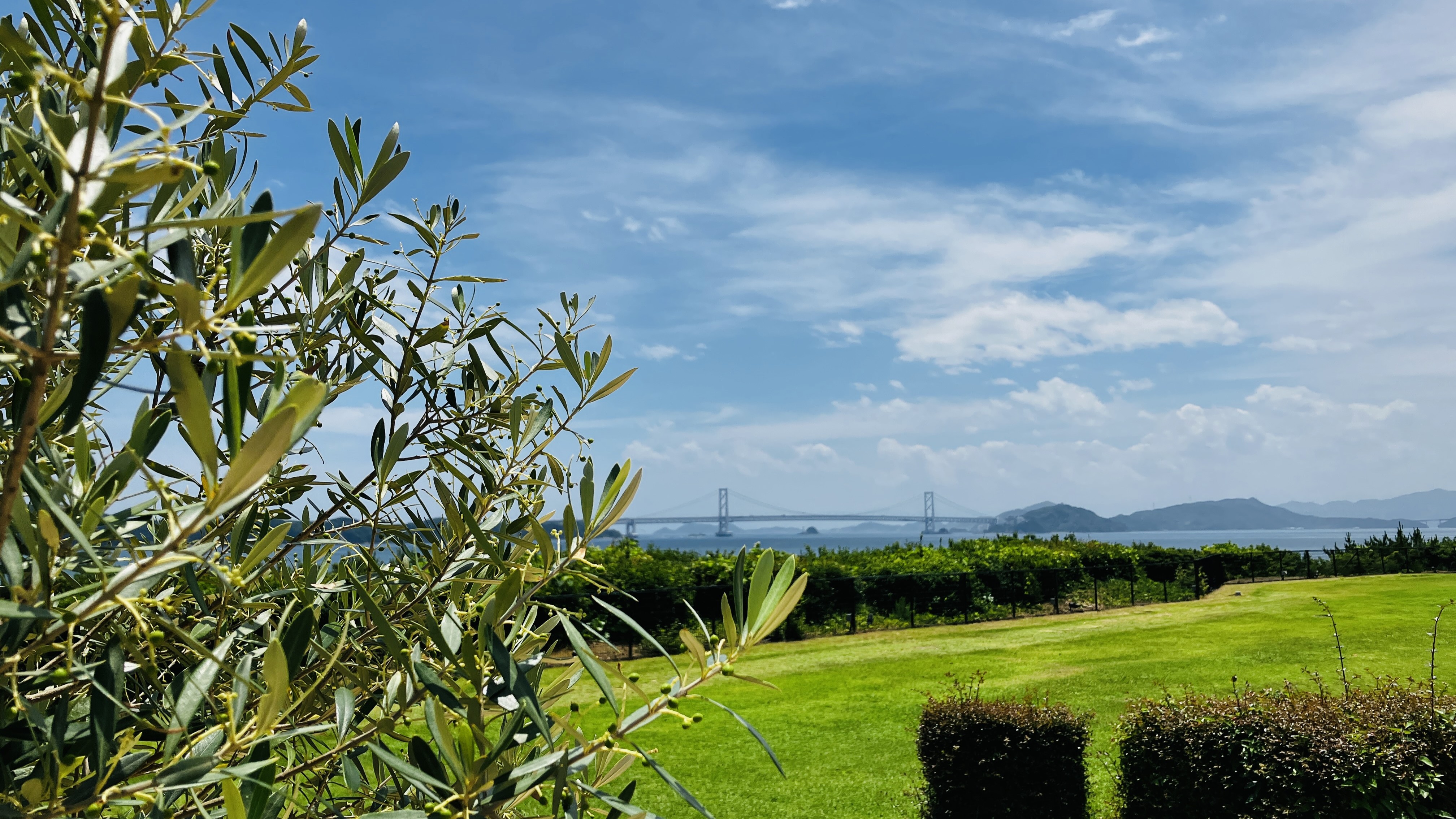 オリーブ&times;芝生&times;鳴門大橋&times;空