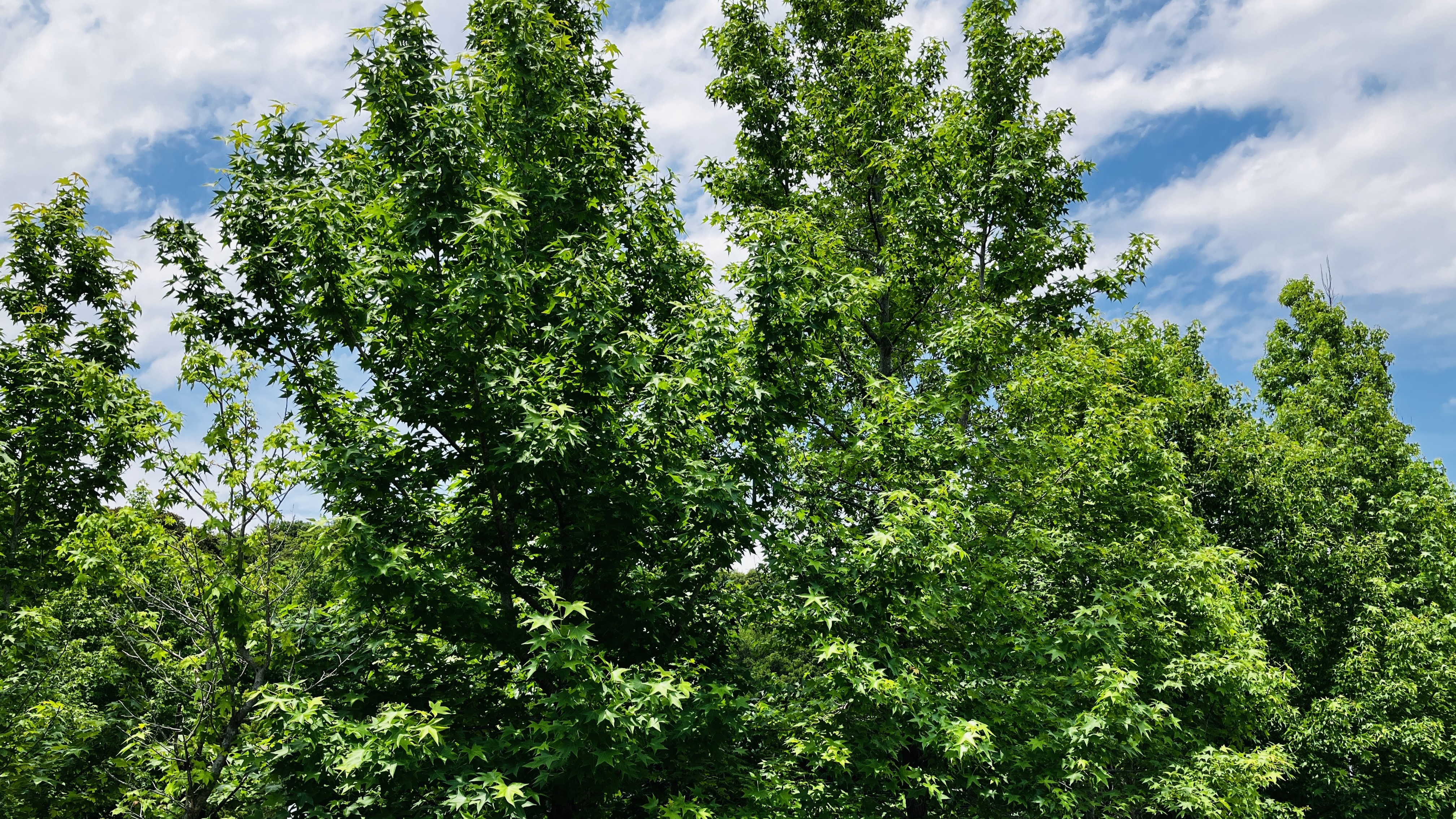 アメリカンフー