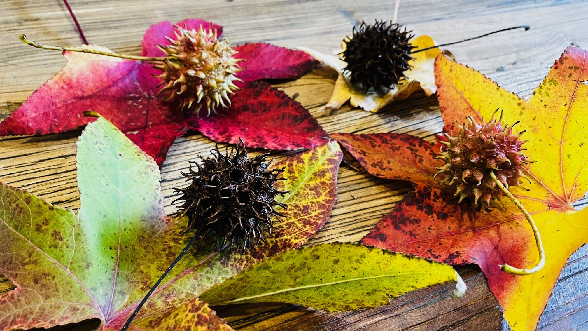 アメリカフウ葉と実