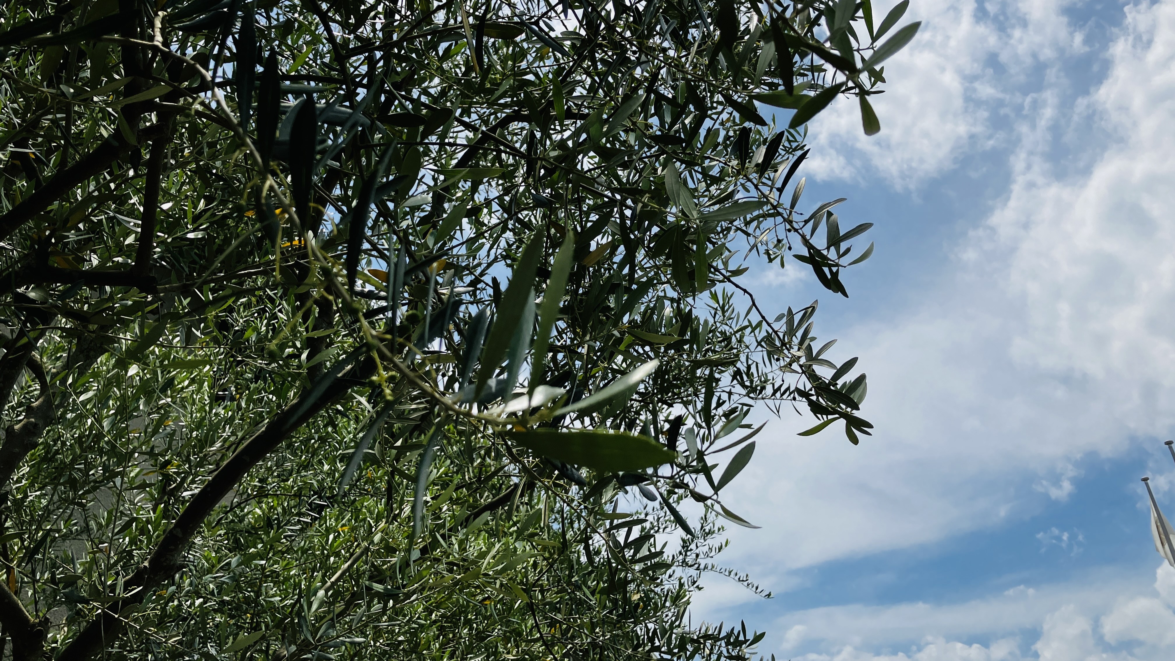 オリーブから見上げるSKY2