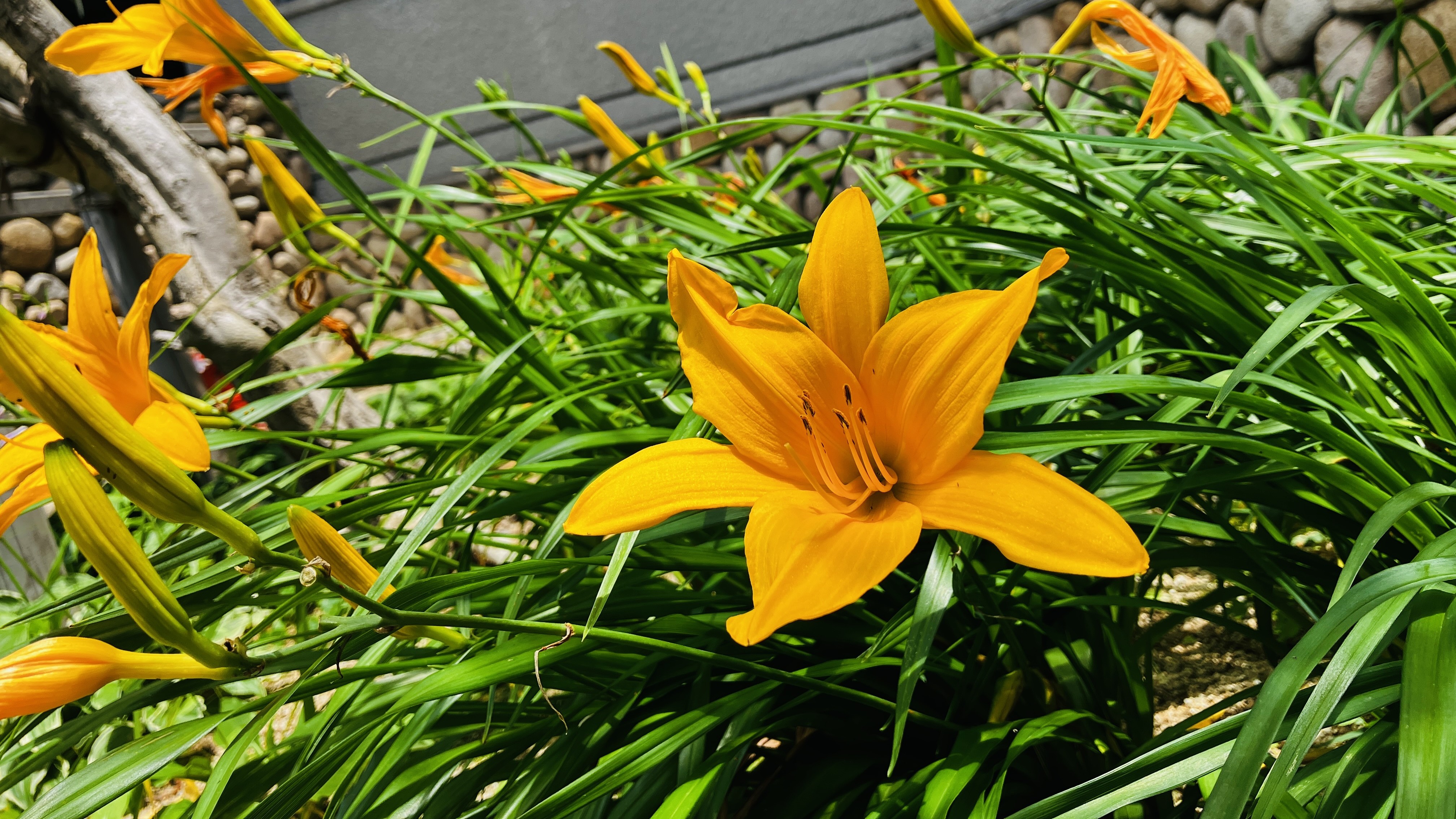 敷地内に咲く花