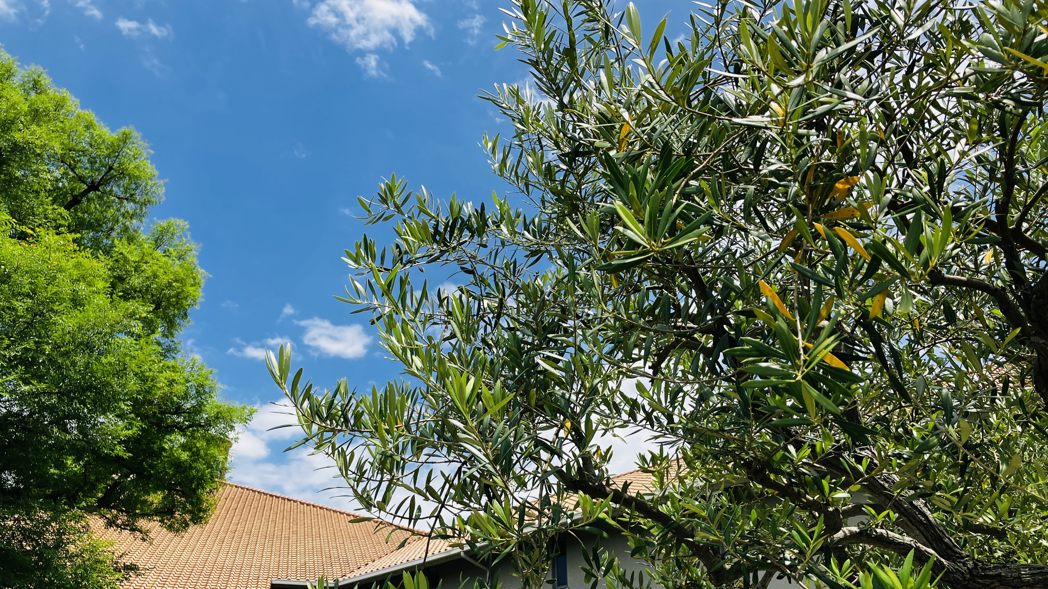 オリーブから見上げるSKY1