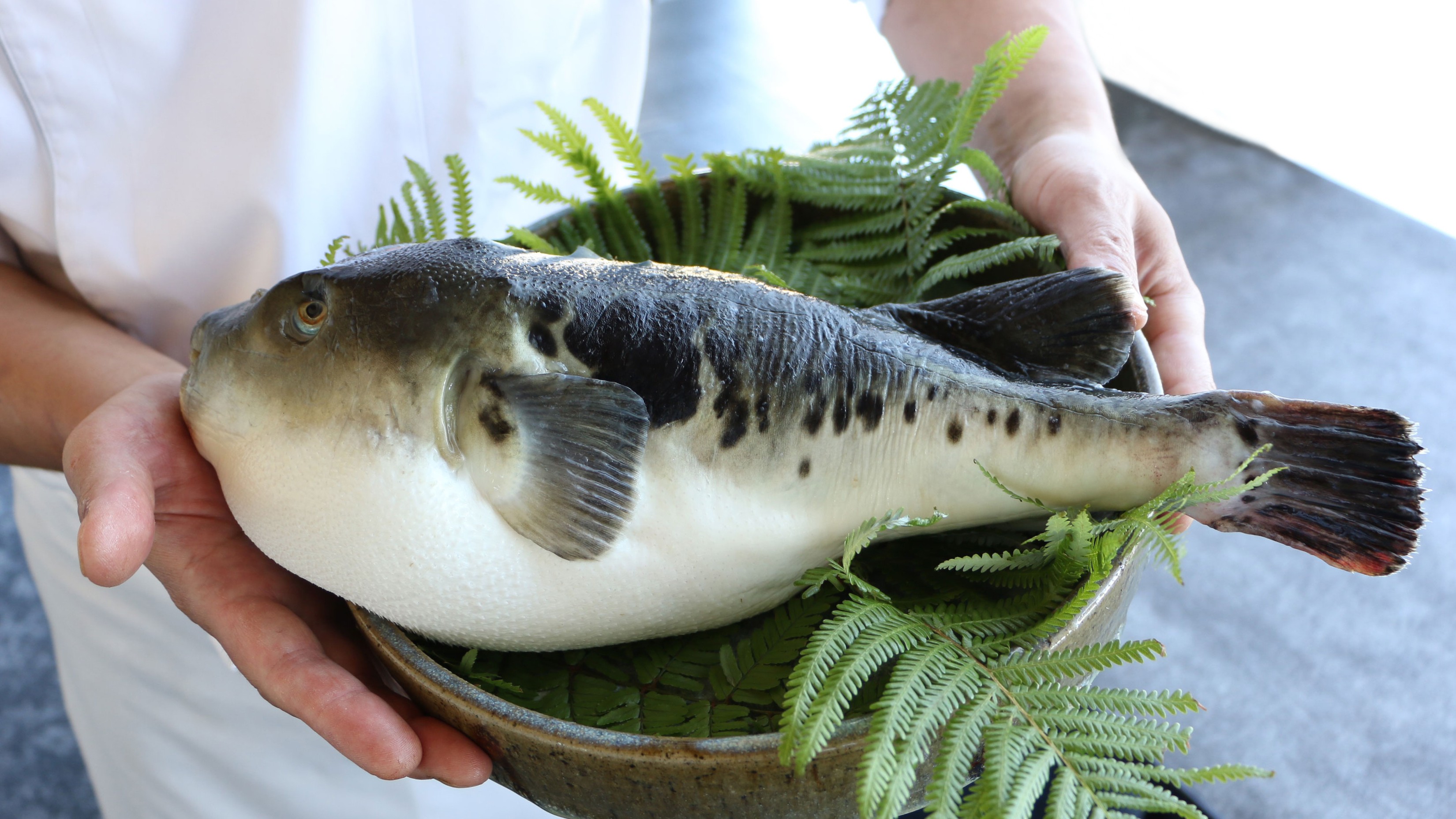 淡路島三年とらふぐ