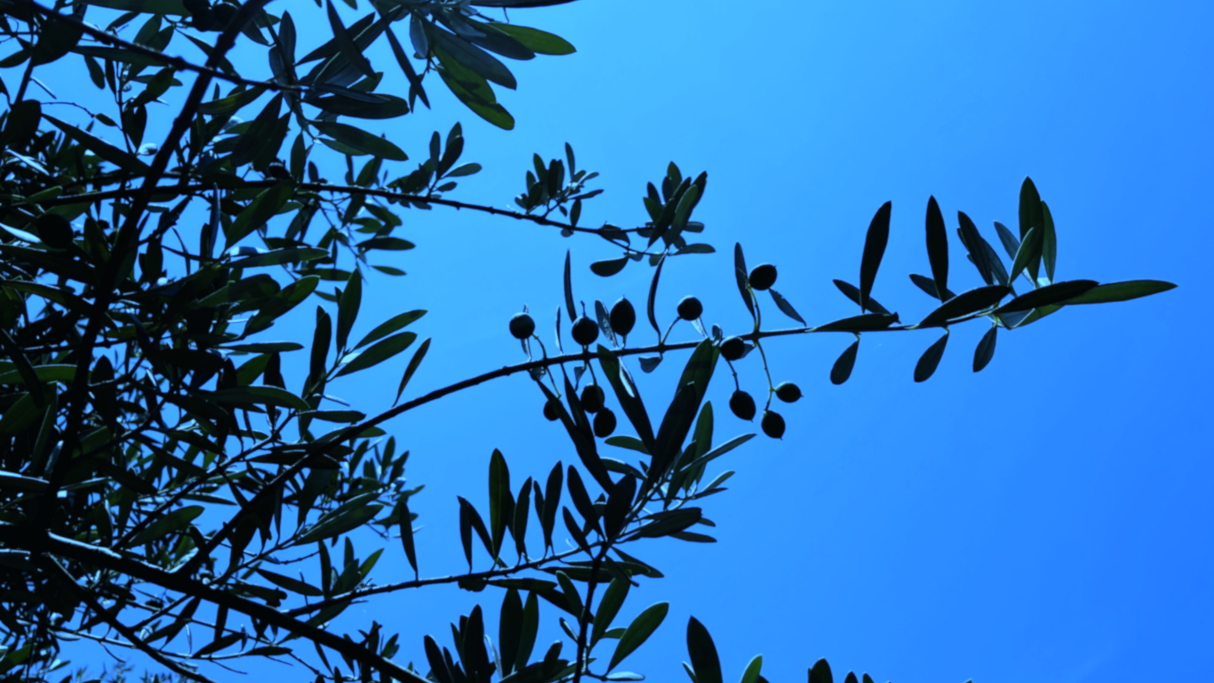 夏を迎える前のオリーブ&times;海みたいな青空