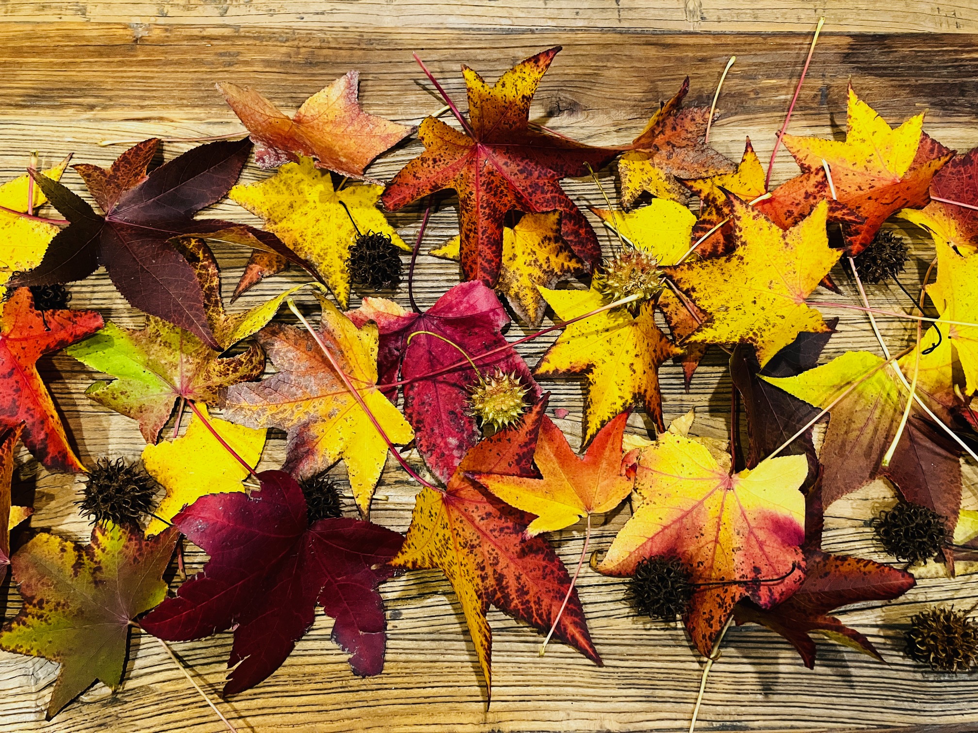 敷地内で採取できる葉っぱと実を使った秋色フォトアート。自然の材料をなんとなく使って楽しむこともアナガライフの醍醐味です。