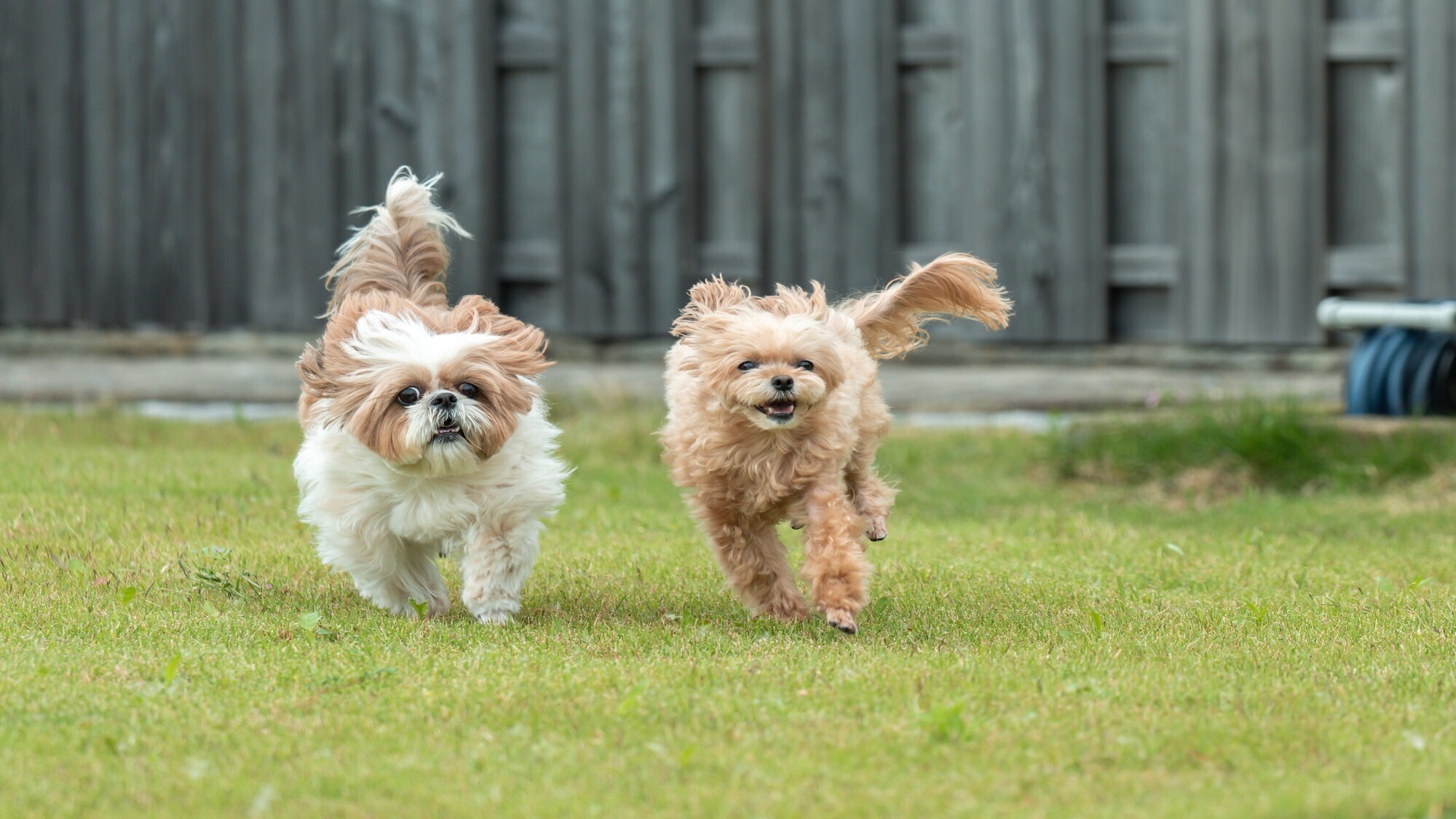 矢源501｜お庭で駆け回って遊べます